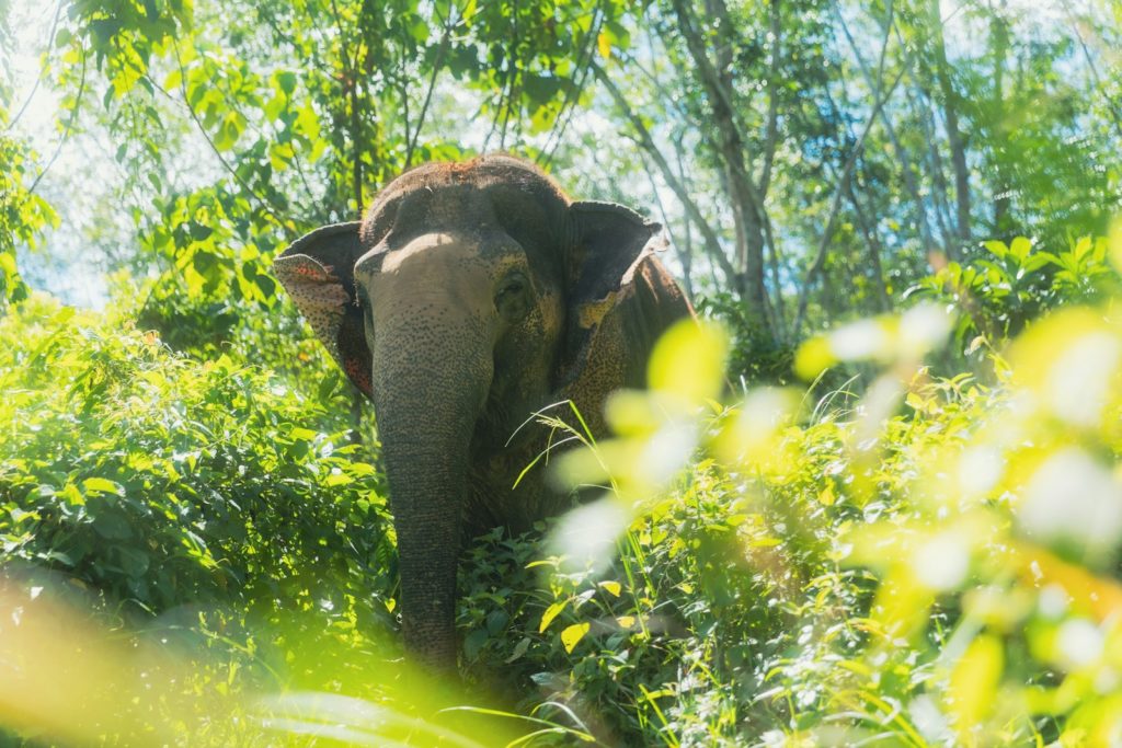 An elephant is peeking through lush, green foliage.
