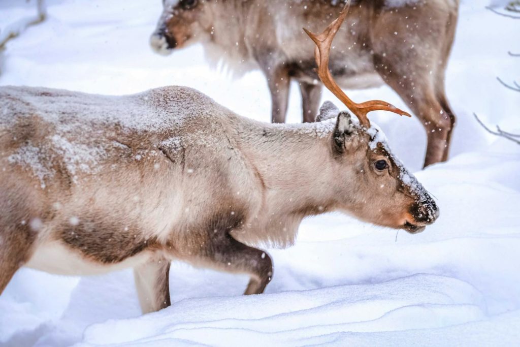 Close-up of reindeer in snowy landscape in Finland's winter wilderness.