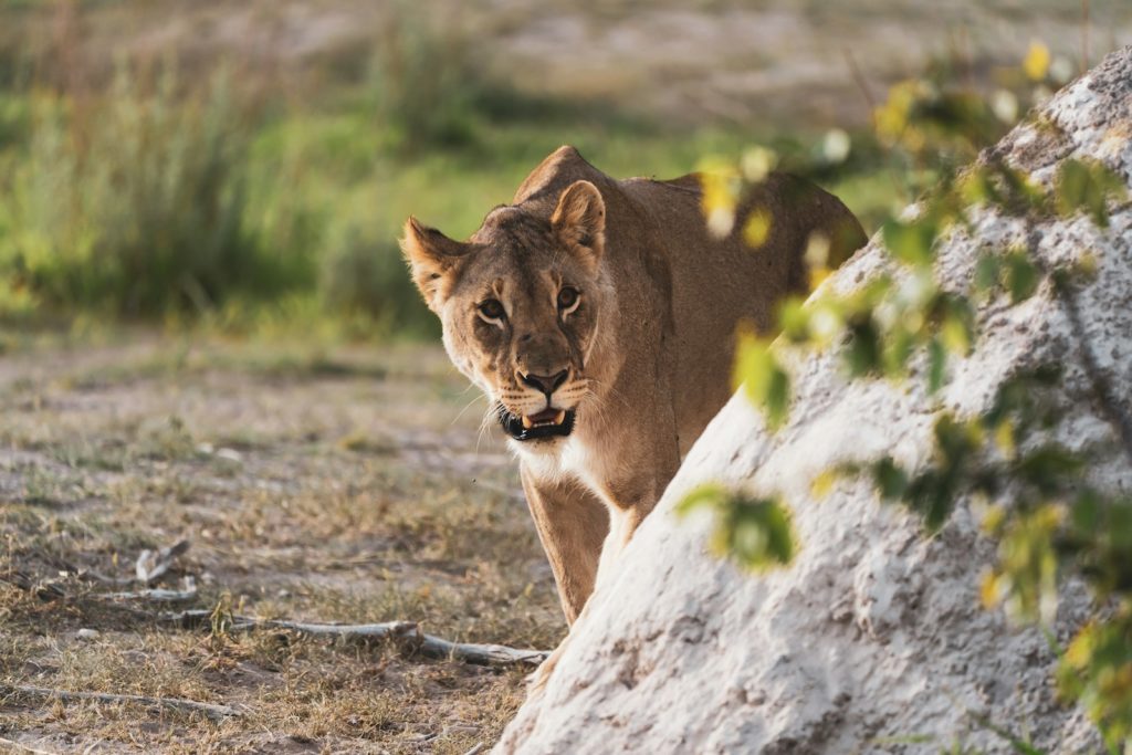 brown lioness on brown field during daytime