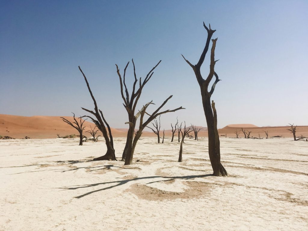 a group of dead trees standing in the middle of a desert