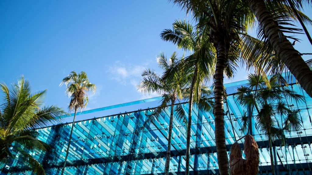 green palm tree near blue metal frame